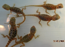 Hypo Trans and a Trans poss het hypo