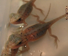 Hypo Trans