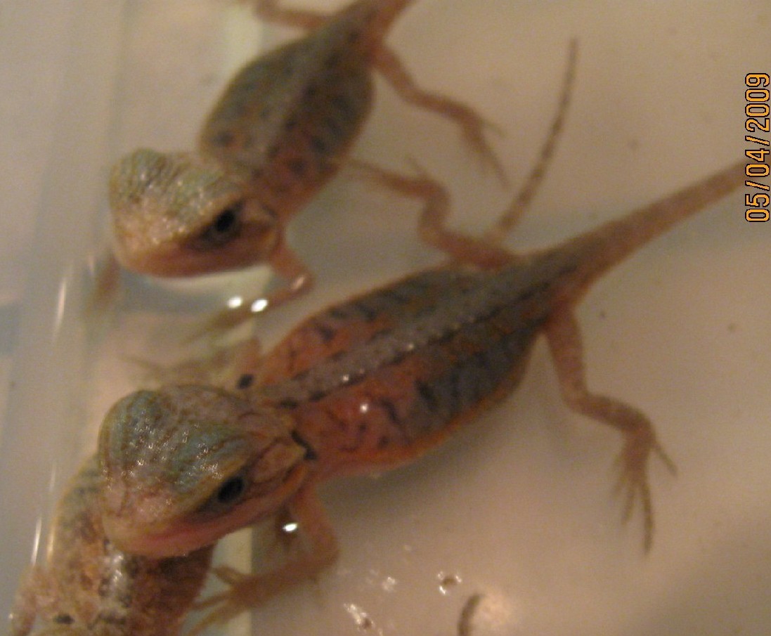 Hypo Trans