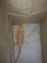 Pure Sandfire male