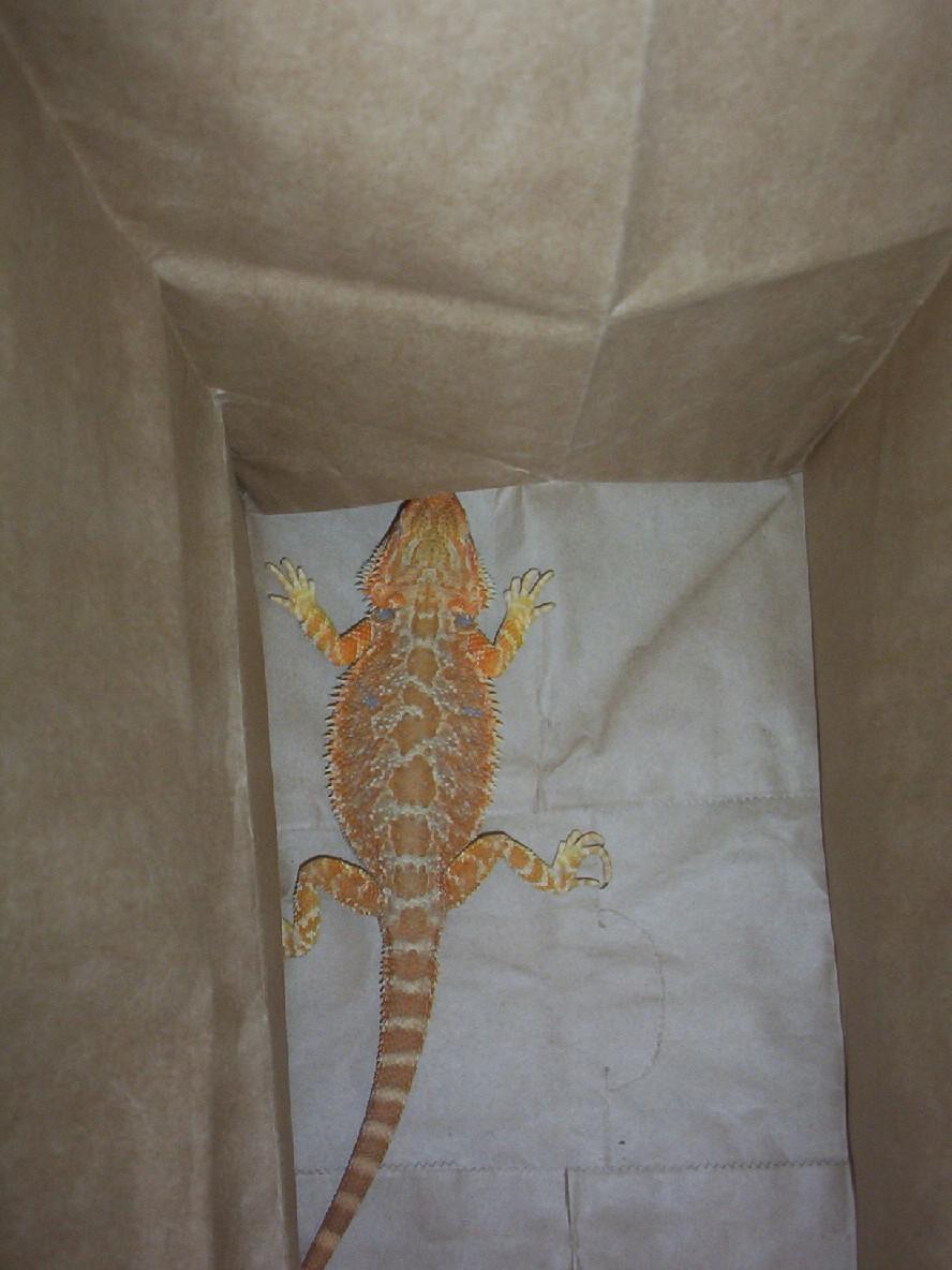 Pure Sandfire male