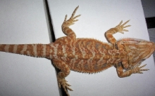 Jemfire x Chris Allen male