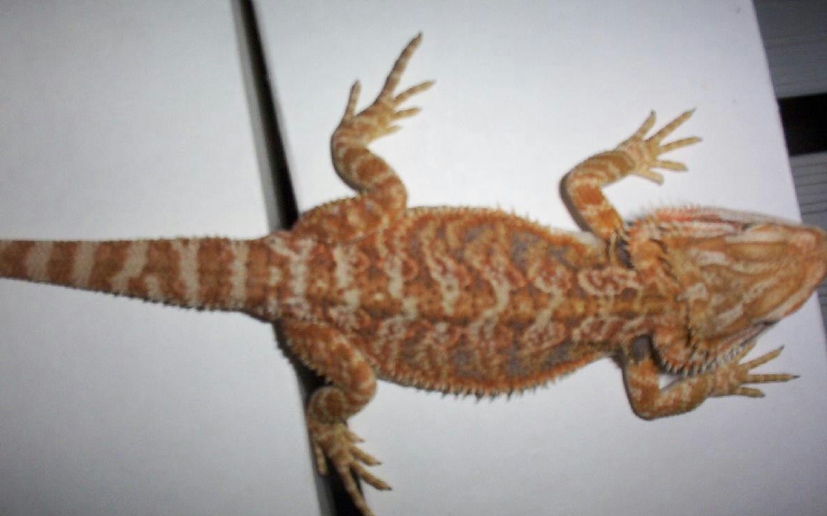 Jemfire x Chris Allen male