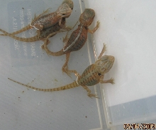 Hypo Trans