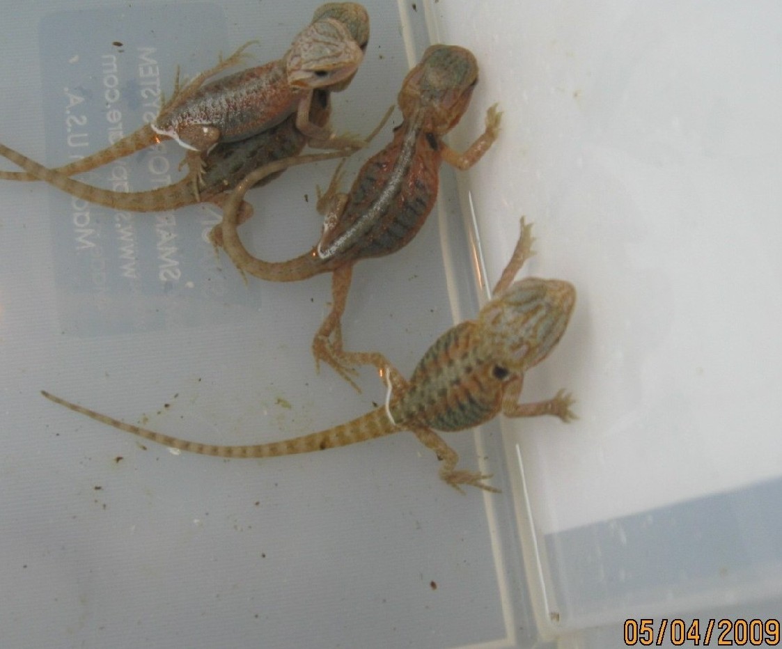 Hypo Trans