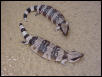 Tiliqua occipitalias
