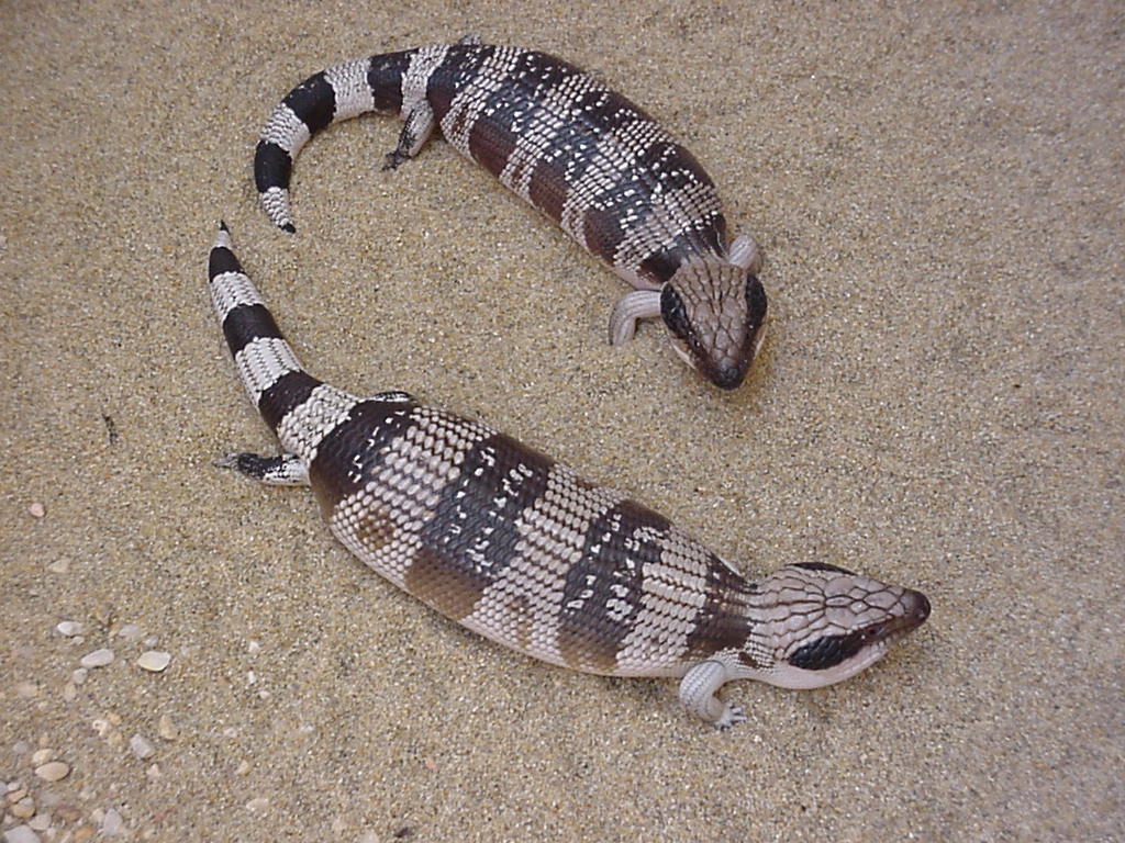 Tiliqua occipitalias