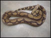 Super Jungle Boa