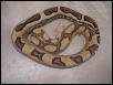 Super Jungle Boas