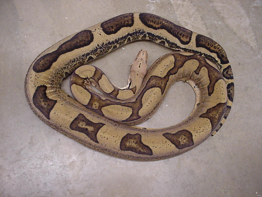 Super Jungle Boas