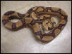 Super Jungle Boa