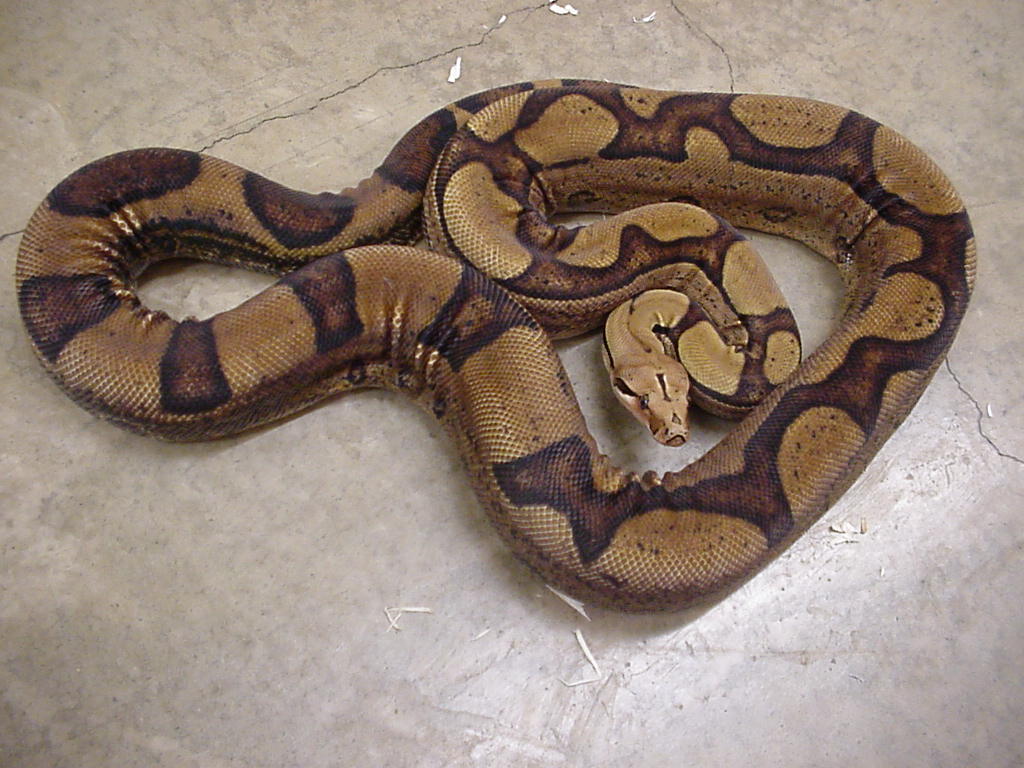 Super Jungle Boa