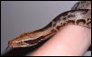 Borneo blood