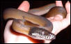 White-lipped python
