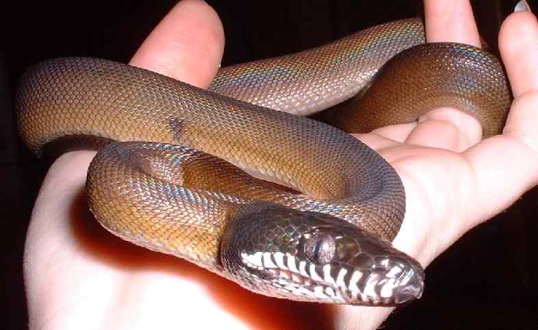 White-lipped python