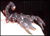 Emperor scorpion