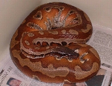 Red blood python