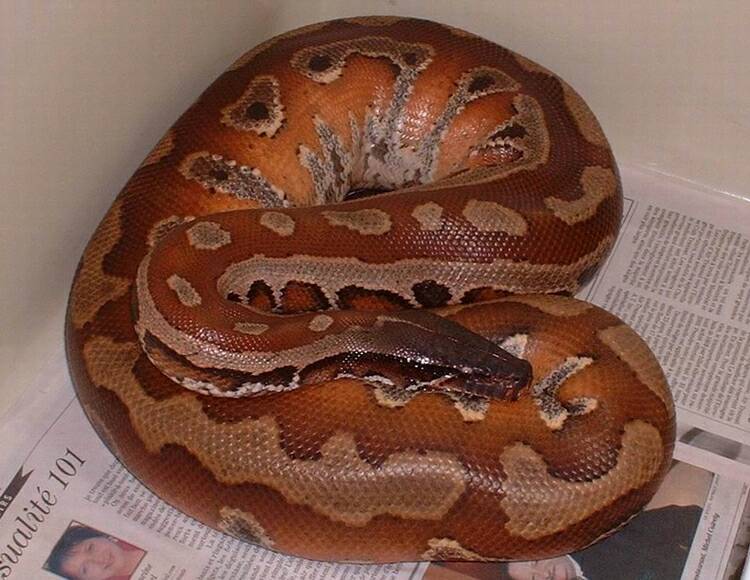 Red blood python