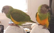 Senegal parrot