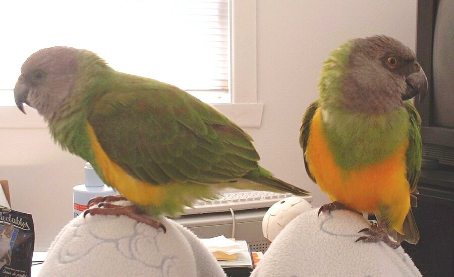 Senegal parrot