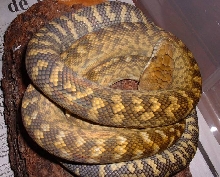 Moluccan scrub python