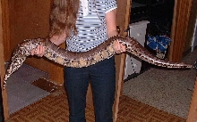 Borneo short-tail python