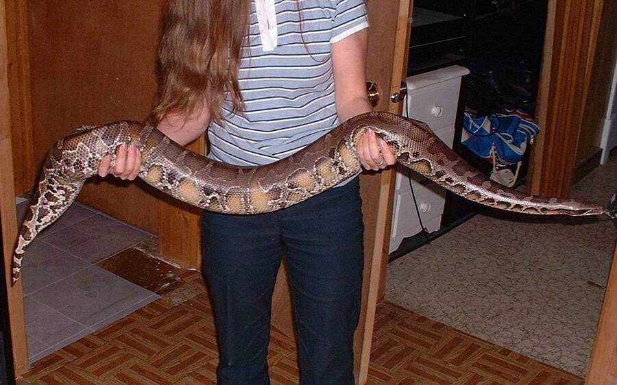 Borneo short-tail python