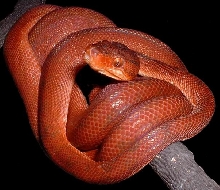 Red paternless amazon tree boa