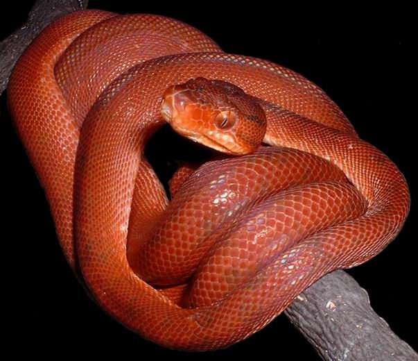 Red paternless amazon tree boa