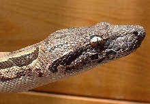 Dumeril boa