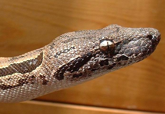 Dumeril boa