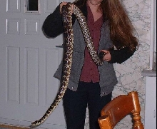 Irian jaya carpet python
