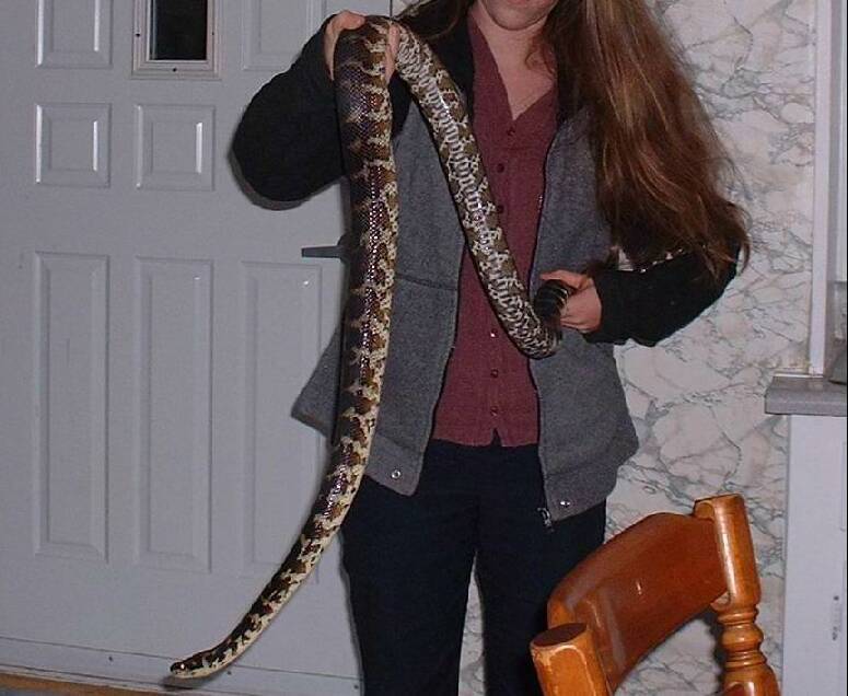 Irian jaya carpet python