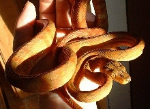 Multicolored amazon tree boa
