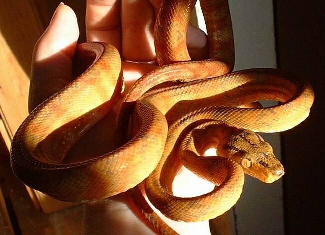 Multicolored amazon tree boa