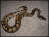 new ball python