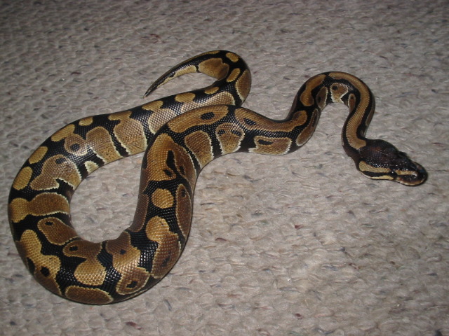 new ball python