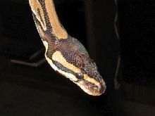 head