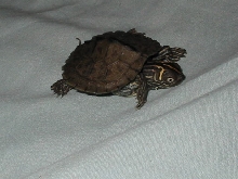 map turtle on bed