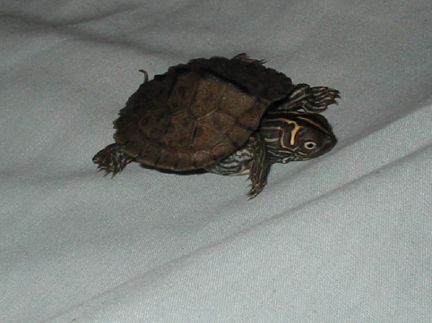 map turtle on bed
