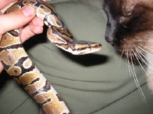 cat with python