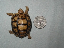 leopard tortoise