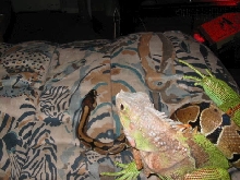 iguana with python