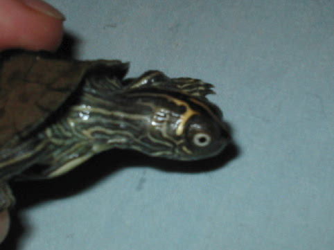 eye