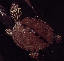 map turtle
