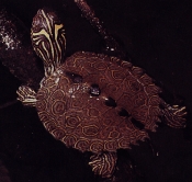 map turtle