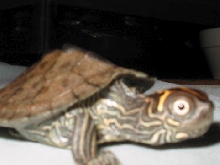 what are you looking at