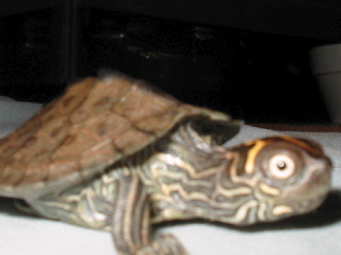 what are you looking at