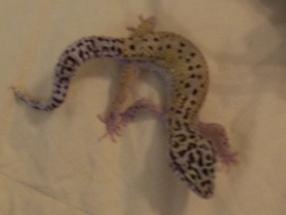 0.1 hypo leo