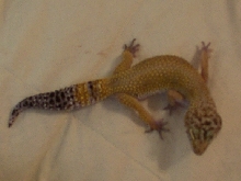 0.1 hypo leo